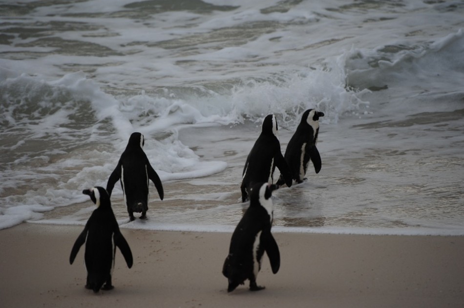Penguins Go For a Swim