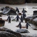 Penguins Go For a Swim