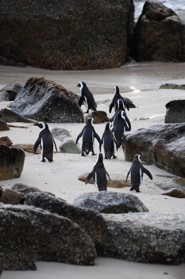 Penguins Go For a Swim