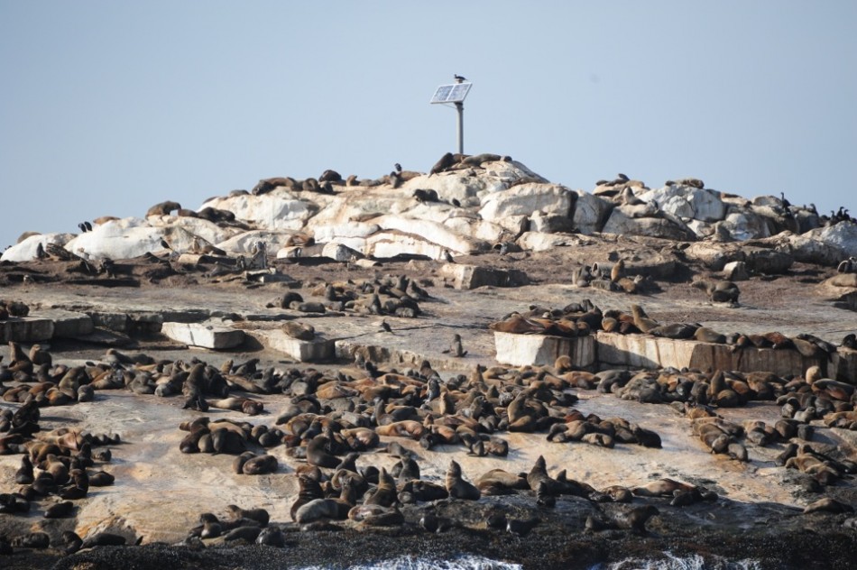 Seal Island