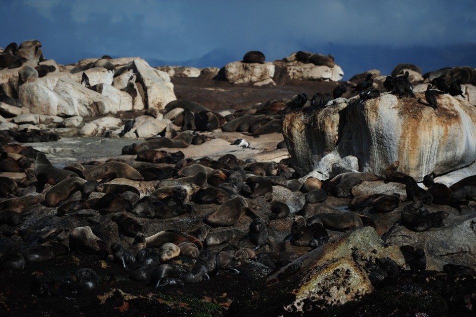 Seal Island