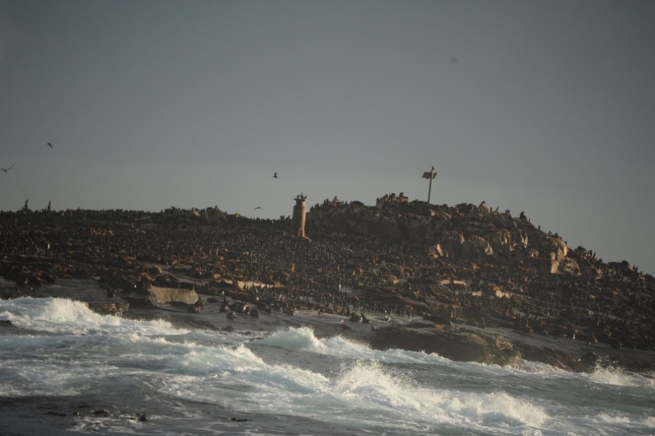 Seal Island