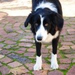 The "Guard Dog" at Backsburg Estate