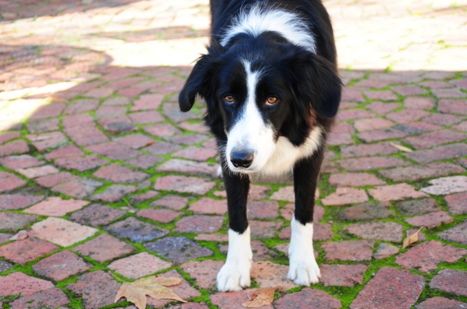The "Guard Dog" at Backsburg Estate