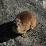 Rock Dassie on Table Mountain