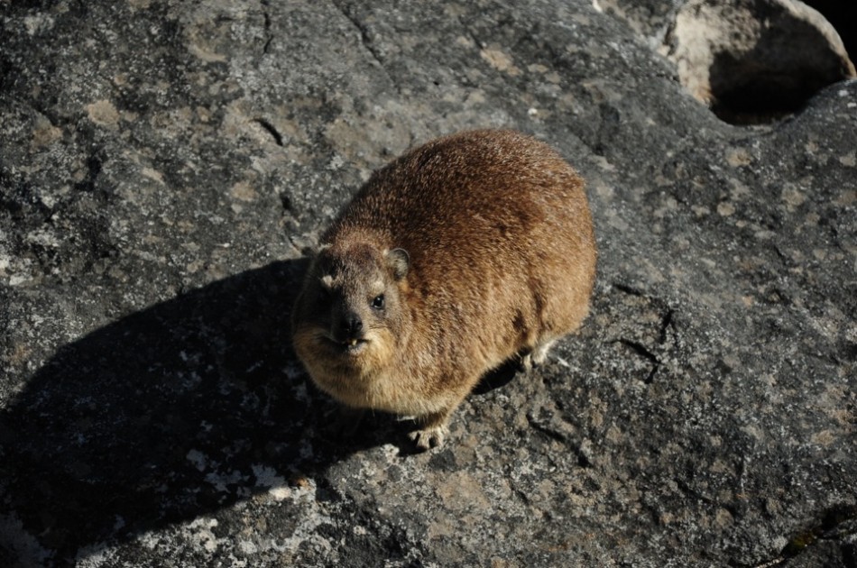 Rock Dassie on Table Mountain