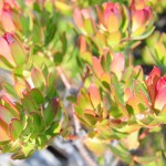 Protea Close-Up