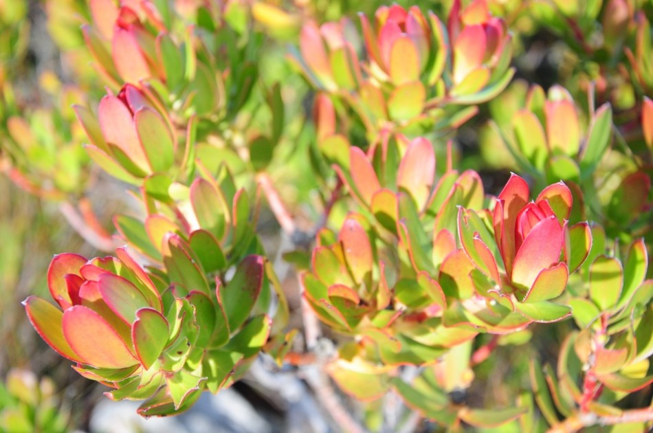 Protea Close-Up