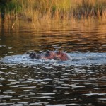 Hippo on the Zambezi