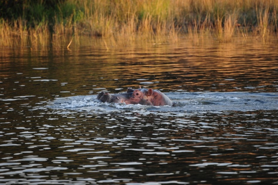 Hippo on the Zambezi