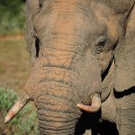 Shamwari - GD1 - Elephant Close-Up