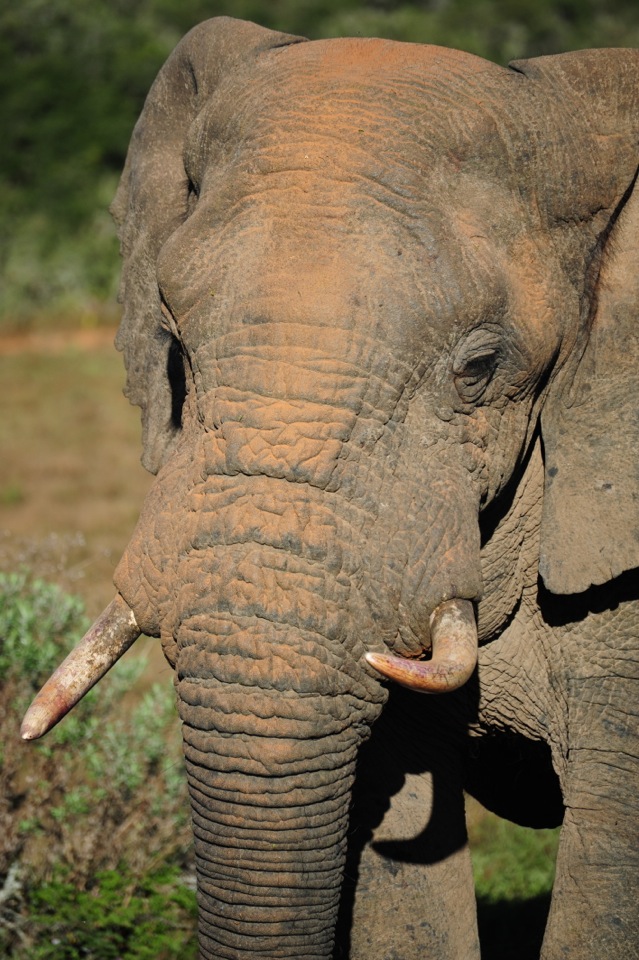 Shamwari - GD1 - Elephant Close-Up