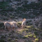 Shamwari - GD1 - Family of Warthogs