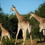 Shamwari - GD1 - Family of Giraffes