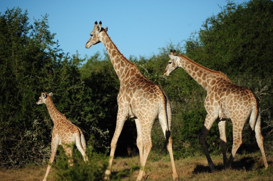 Shamwari - GD1 - Family of Giraffes