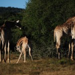 Shamwari - GD1 - Family of Giraffes