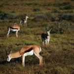 Shamwari - GD1 - Springbok