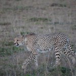 Shamwari - GD1 - Cheetah on the Hunt