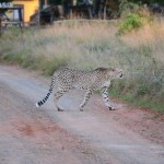 Shamwari - GD1 - Cheetah on the Hunt
