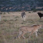 Shamwari - GD1 - Cheetah Stalking Zebra, Wildebeest, and Springbok
