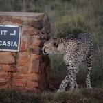 Shamwari - GD1 - Cheetah Marking His Territory