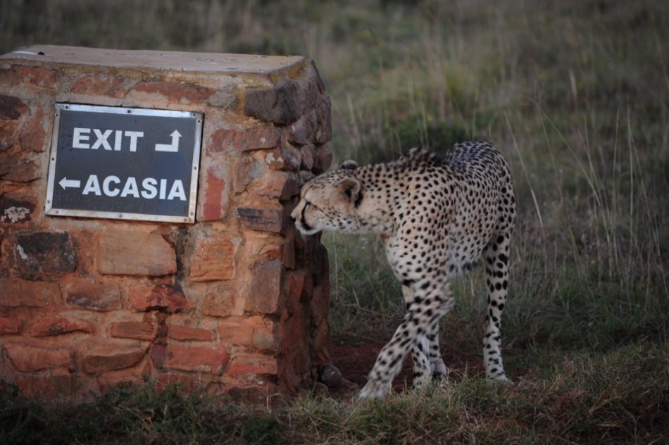Shamwari - GD1 - Cheetah Marking His Territory