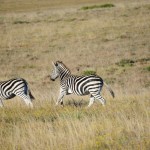 Shamwari - GD2 - Herd of Zebra