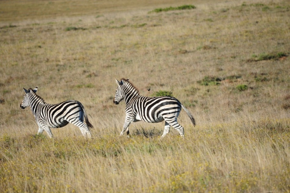 Shamwari - GD2 - Herd of Zebra