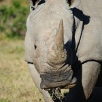 Shamwari - GD2 - White Rhino