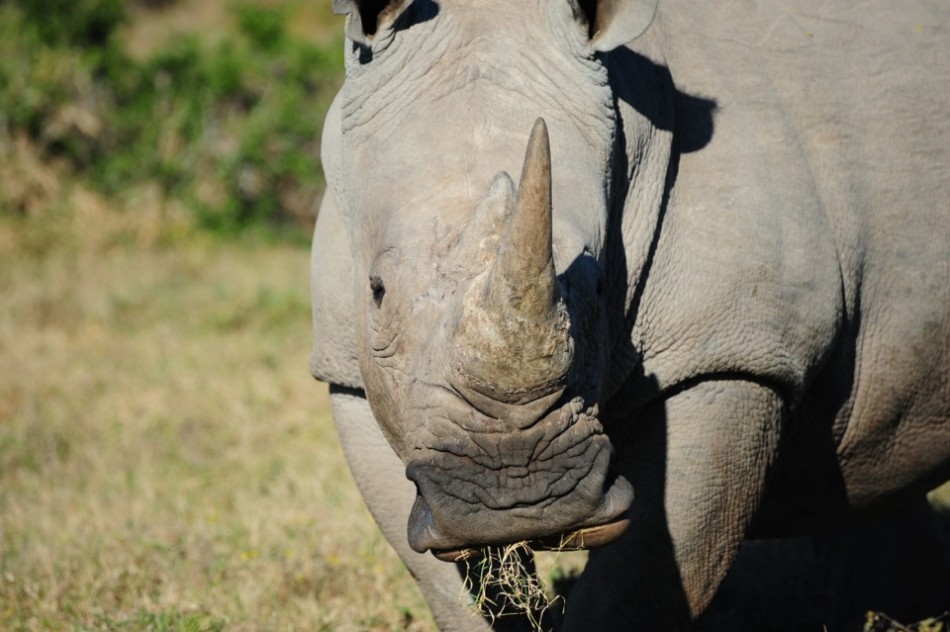 Shamwari - GD2 - White Rhino