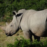 Shamwari - GD2 - White Rhino