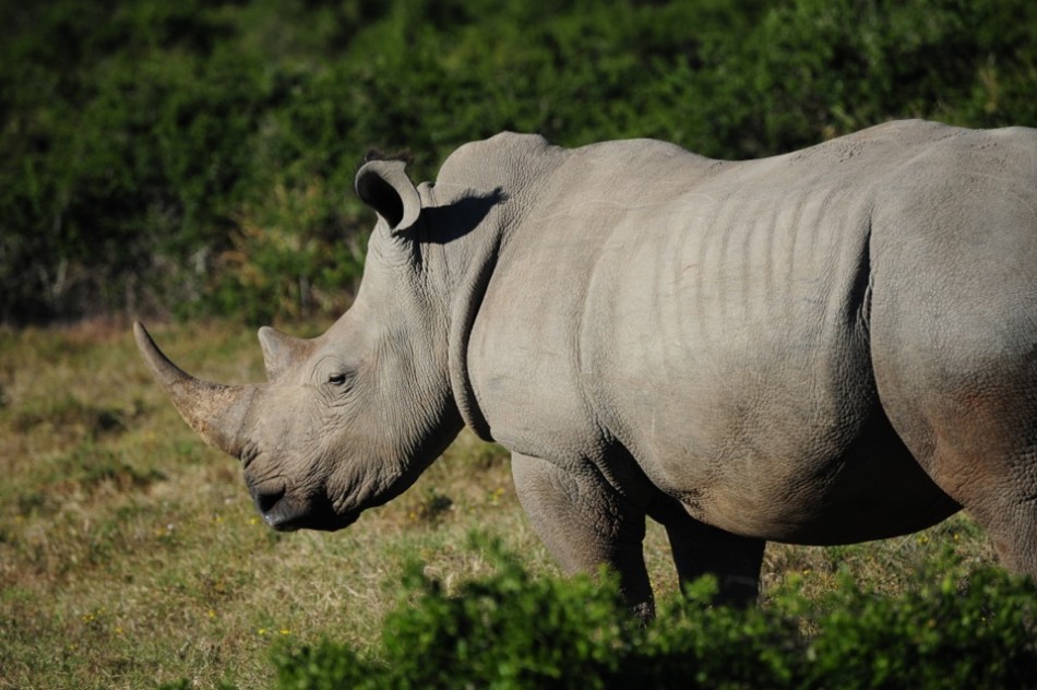 Shamwari - GD2 - White Rhino