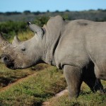 Shamwari - GD2 - White Rhino