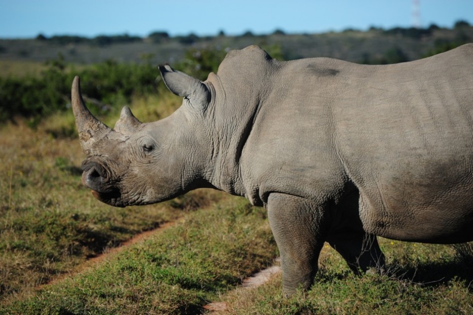 Shamwari - GD2 - White Rhino