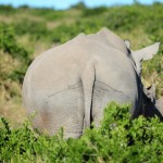 Shamwari - GD2 - White Rhino Butt