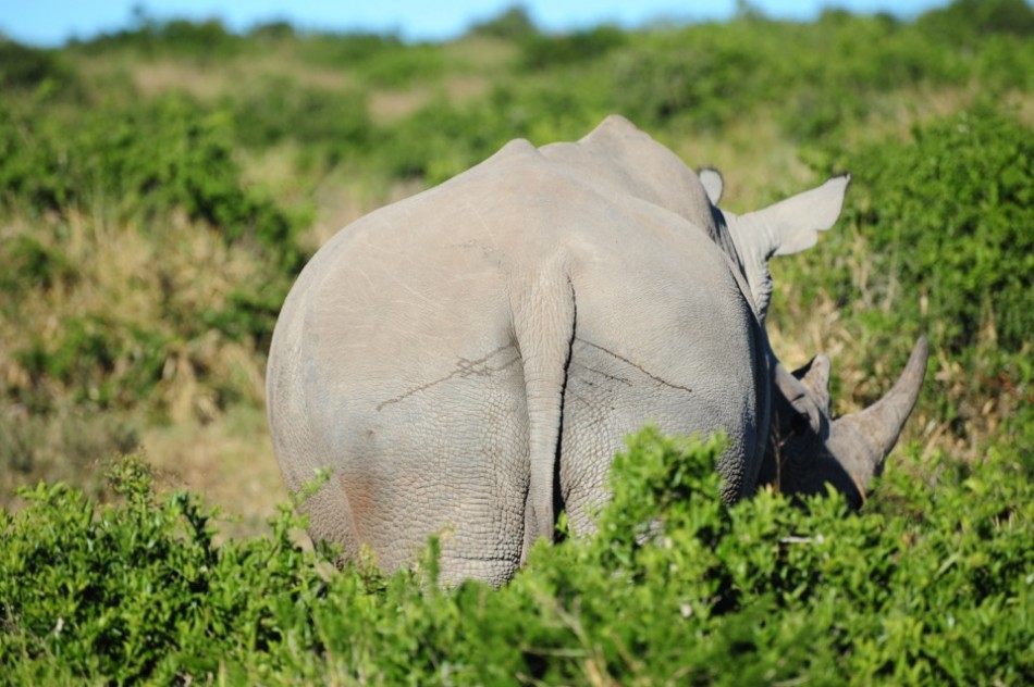 Shamwari - GD2 - White Rhino Butt