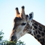 Shamwari - GD2 - Giraffe Close-Up