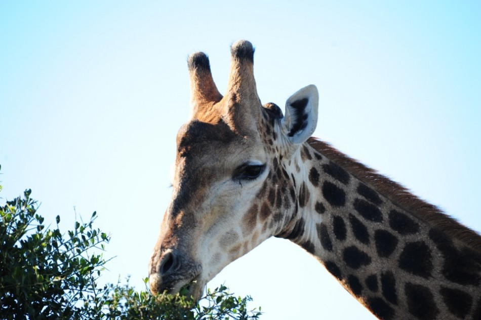 Shamwari - GD2 - Giraffe Close-Up