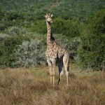 Shamwari - GD2 - Giraffe