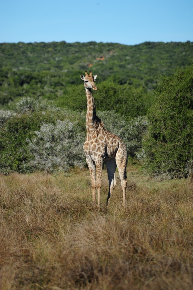 Shamwari - GD2 - Giraffe