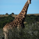 Shamwari - GD2 - Giraffe