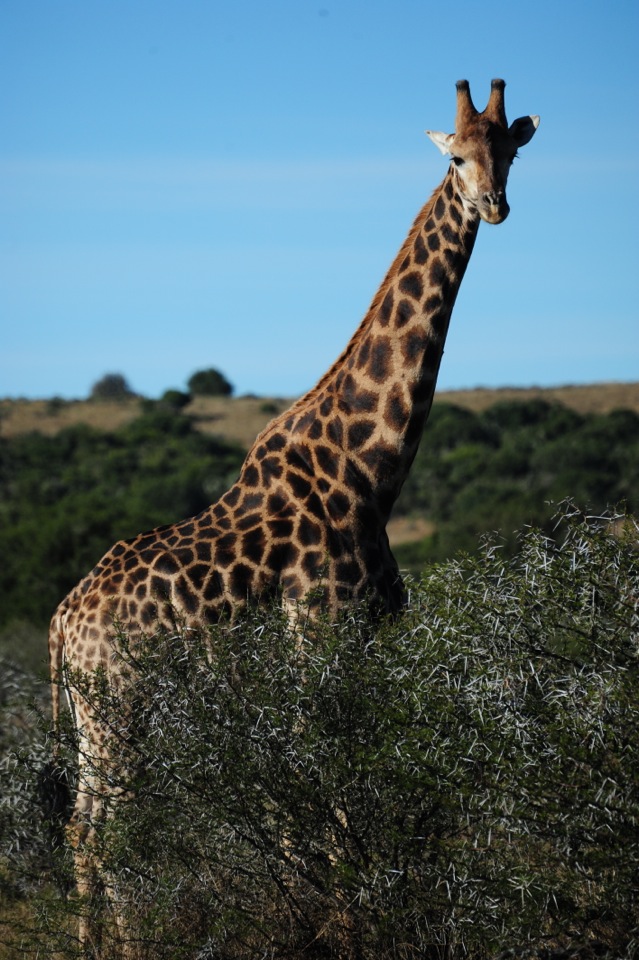 Shamwari - GD2 - Giraffe