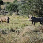 Shamwari - GD2 - Warthogs