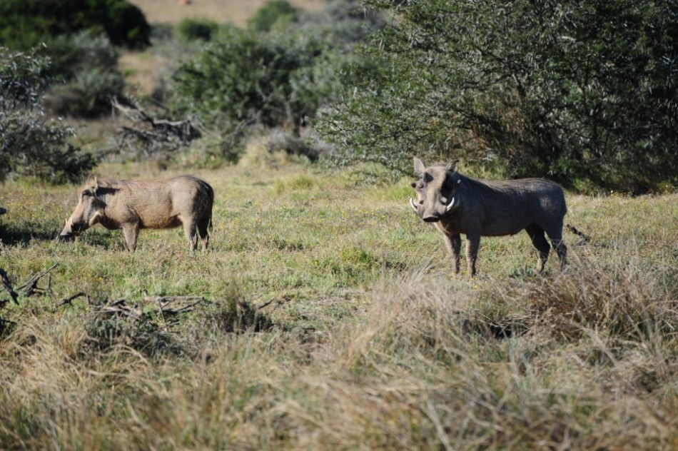 Shamwari - GD2 - Warthogs