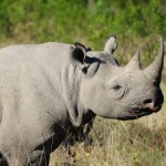 Shamwari - GD2 - Black Rhino