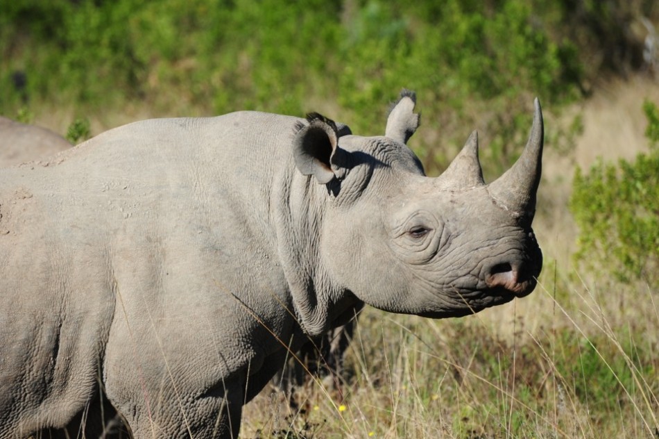 Shamwari - GD2 - Black Rhino