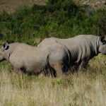 Shamwari - GD2 - Black Rhino