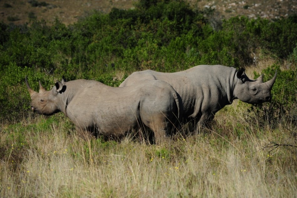Shamwari - GD2 - Black Rhino