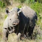 Shamwari - GD2 - Black Rhino