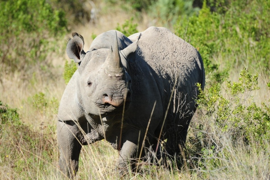 Shamwari - GD2 - Black Rhino